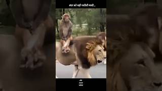 बंदर को चढ़ी नशीली मस्ती, #शॉर्ट्स #monkey #funny #yt