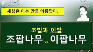 조팝나무의 특징 : 조팝나무 vs 이팝나무 vs 조팝나무 ‘골든 바’