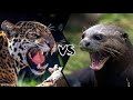 jaguar vs Giant otter |Who Will win the battle compilation HD|