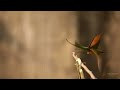 flying shots of asian green bee eater ... birds nature viralvideo india