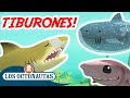 Los Octonautas Oficial en Español - ¿A quién le gustan los tiburones? | Compilacion