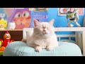 Music for Cats - Lullaby Cat Music to Soothe Cats, Calm & Sleep - Cat Relaxation and Sleep Music