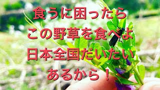 【野草術】カラスノエンドウ！一人暮らしで食うに困ったらこれ！3月食べられる野草レシピ！