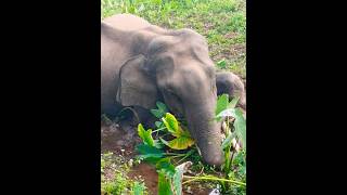 ചേലക്കൊല്ലി കാട്ടിൽ ചരിഞ്ഞ കൊമ്പൻ |forest |Elephent |കുഞ്ഞു ലോകം |Death |