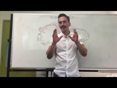 Neuroplasticity Youtube