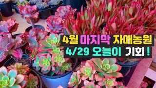 4월 29일 자매농원에 너무이쁜신상 아이들들어 왔어요~