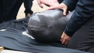 GLOBALink | China relocates two finless porpoises for better protection