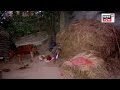 niali sheep wild animal breaking news ନିଆଳିରେ ପୁଣି ଆତଙ୍କ ୨୯ ମେଣ୍ଢା ଗାଏବ୍ odia news