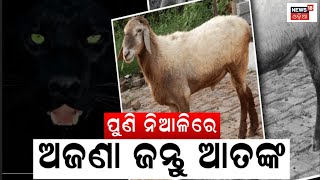 Niali Sheep | Wild Animal | Breaking News | ନିଆଳିରେ ପୁଣି ଆତଙ୍କ, ୨୯ ମେଣ୍ଢା ଗାଏବ୍ | Odia News