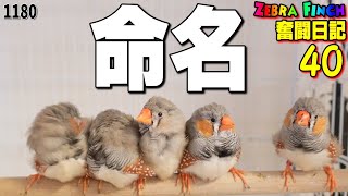 【子育て日記40】キンカチョウ 雛に命名！昭和時代の人気の名前に決定！可愛い動物・鳥動画  Zebra Finch 1180