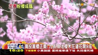 南投賞櫻正美！九族、魚池櫻木花道　花開9成