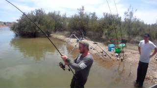 Catfish fishing on the River Ebro, Spain. 148 lb Wels catfish