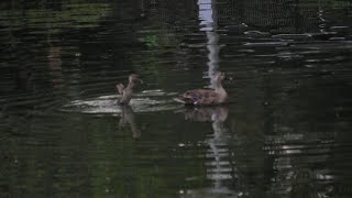 カルガモ親子の安否確認　No61　池の子ガモの成長が著しい　Remarkable growth of the single chick in the pond