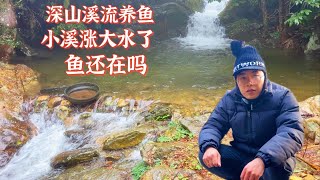 深山溪流养鱼第71天，小溪一夜涨大水。网友担心的问题来了