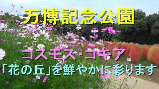 万博記念公園  13万本のコスモス・4,000株のコキア　「花の丘」を鮮やかに彩ります