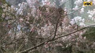 公渕公園「淡墨桜」