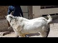 biggest goat kota makkhi cheena style colour 41 inch s hight full mental