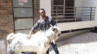 Biggest goat Kota makkhi cheena style colour 41 inch's hight full mental