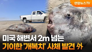 [지구촌톡톡] 미국 해변서 2m 넘는 기이한 '개복치' 사체 발견 外 / 연합뉴스TV (YonhapnewsTV)