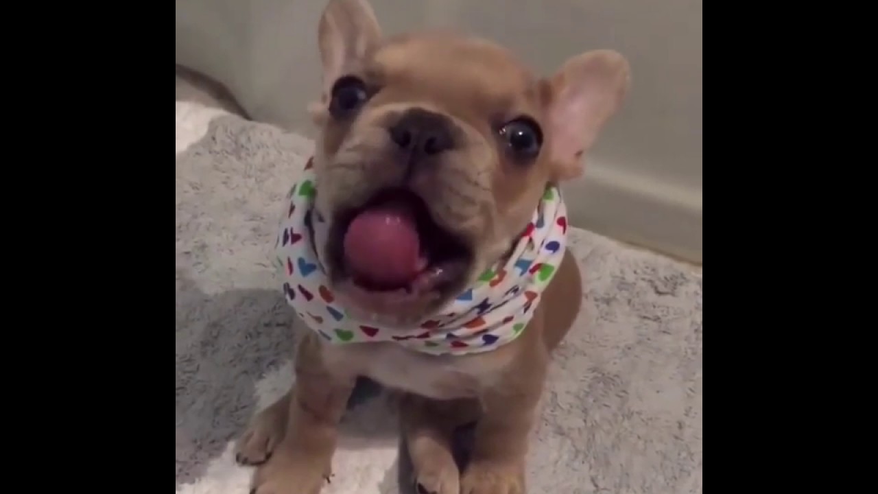 Dog Says I Love You Youtube