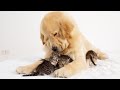 Golden Retriever Loves Kittens Like Mother Cat