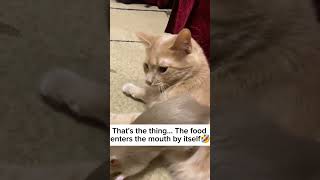 humor #cute #animals #humor #funnyvideos #funnyanimals  #funnyvideos #cat #shorts #humor #funny