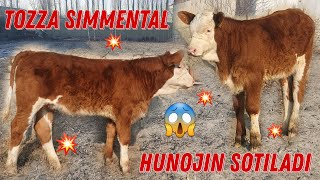 Tozza Simmental Hunojin 😱☎️+998 33 677 73 26