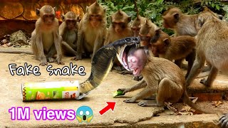 Real Monkeys fake Snake Prank🐍vs🙉Very Funny Clip Prank Monkey Babie