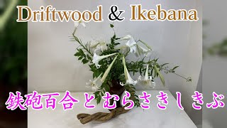 【修正版】流木で生け花！パート105　流木＋むらさきしきぶ＋鉄砲百合　 【草月流】【ikebana】sougetu／drifwood／