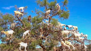 不走寻常路，要走就在树上走！摩洛哥爬树山羊背后的秘密