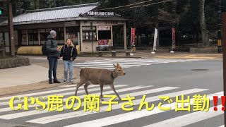 奈良公園の外国人観光客の方、信号変わったので渡りまひょ‼️鹿の蘭子さんご出勤。🤗