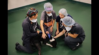 We Are Spartans and We Are Veterinary Nurses