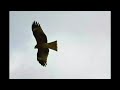 鳥類木頭村（kito）の鳥たち（抜粋）