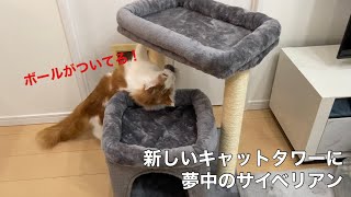 【サイベリアン】新しいキャットタワーに夢中のようです