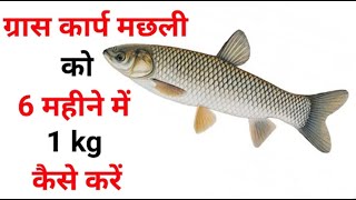 ग्रास कार्प मछली को 6 महीने में 1 kg कैसे करें ? || ग्रास कार्प मछली पालन || Grass Carp Fish Farming