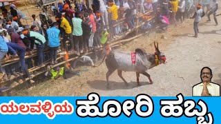 Yalavalli Hori habba. || ಮೈ ನವಿರೇಳಿಸುವ ಯಲವಳ್ಳಿಯ ಹೋರಿ ಹಬ್ಬ