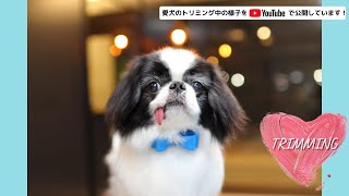 Dalude トリミング【Today's guest 狆　雷】