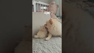 아빠가 좋은 아기댕댕이 #강아지 #puppy #포메라이안 #pomeranian #반려견 #아기 #반려동물 #댕댕이