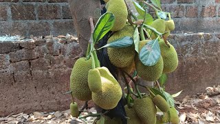 ചക്ക കൊണ്ടൊരു ചക്കക്കൂട്ടാൻ 😋