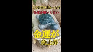 この動画を見ると怖いくらい金運上昇♪【酒列磯前神社】奇跡の宝くじ総額３０億円越え当選の金運神社【オンライン参拝】#shorts