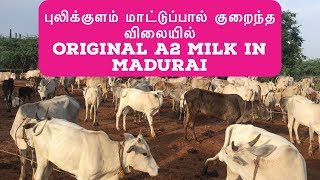 புலிக்குளம் மாட்டுப்பால் குறைந்த விலையில் | Original A2 Milk in Madurai