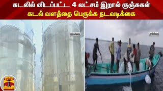 கடலில் விடப்பட்ட 4 லட்சம் இறால் குஞ்சுகள்: கடல் வளத்தை பெருக்க நடவடிக்கை