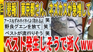 【2ch面白いスレ】【悲報】東京都さん、ネズカスが急増してペスト発生しそうで逝くｗｗｗｗｗｗｗｗｗｗｗ　聞き流し/2ch天国