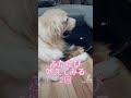 物を取って欲しい時 goldenretriever ゴールデンレトリバー 愛犬 love 吠える