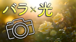 光を味方に！逆光で魅せる薔薇の世界！夕日が包む秋バラを堪能せよ！