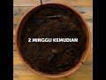 36 kiat berkebun yang berguna cara mudah menanam dan memanen