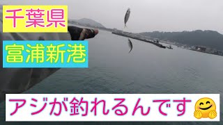 千葉県　富浦新港　アジが釣れるんです‼️