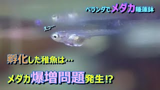 【メダカ睡蓮鉢】孵化したメダカの飼育のしかた