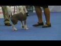 wds 2014 chinese crested male open class