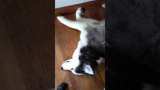 Dreaming husky